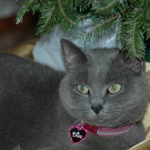 MEET YOUR POSHER, Tatiana ππ π»πΆπ - Picture 2 of 15